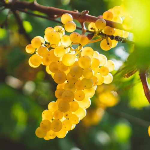 Vitis vinifera 'Skaiste' - Harilik viinapuu 'Skaiste'